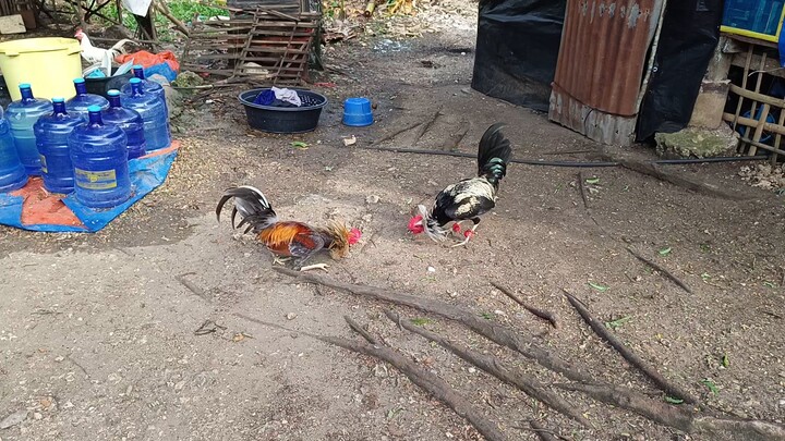 Melsim Grey VS Sweater Miner Blues