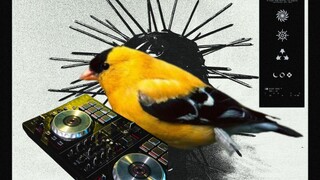 Bird shaking: non-bird inhuman