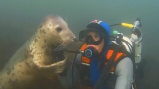 Why are you, a seal, more clingy than a dog?