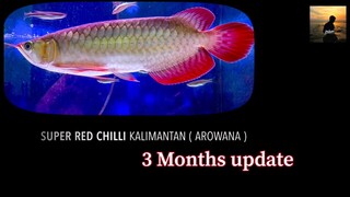 Super Red Chilli Kalimantan Arowana Update ( 3 Months )