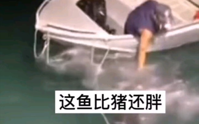 This fish is even dumber than a pig!