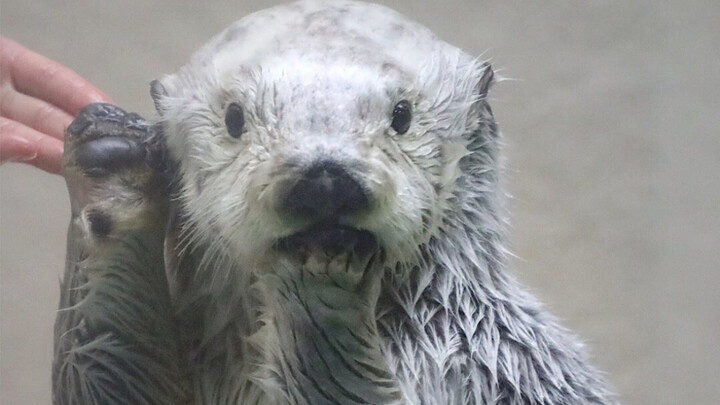 The little sea otter traded its toy for the tiny seashell it’d been dreaming of, and it’s overjoyed!