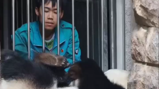 这个奶爸是犯了什么罪，好像被关了好久了，这大猫也是真爱他，经常去看他。