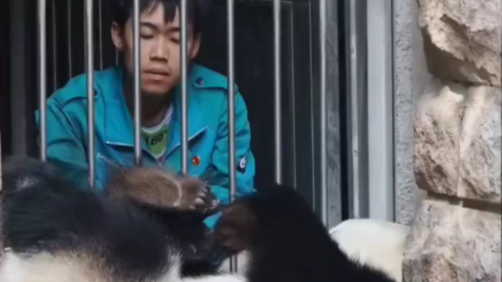 Ông bố bỉm sữa này đã phạm tội gì vậy, hình như bị giam đã lâu rồi, con mèo to này cũng thật lòng yê