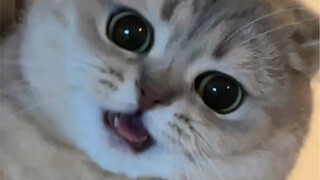 I want to kiss this little thing's face to pieces!