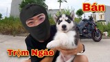Dương KC | Bắt Trộm Chó Husky Ngáo Baby Đem Đi Bán | Dễ Thương Quá Đi !