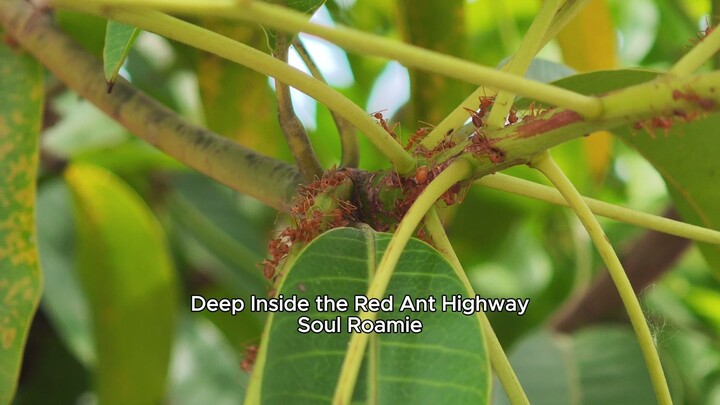 Deep Inside the Red Ant Highway