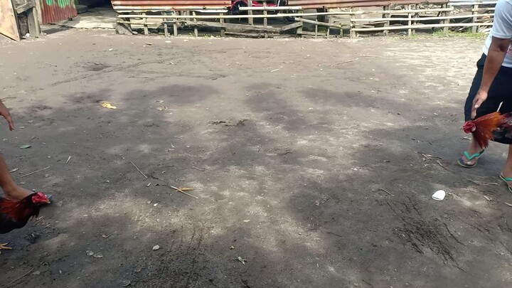 Quick Sparring 7 months vs 2 y/o #backyard