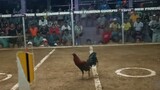 2 cock derby