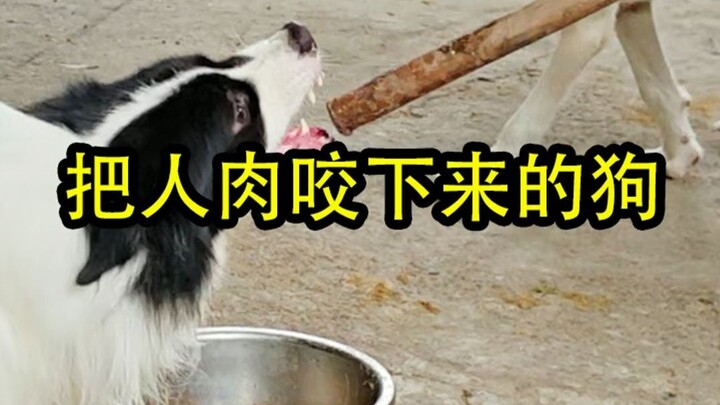 多次把主人肉咬下来的边牧，疯狂超越了贝贝。