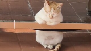 Kucing kecil pasti punya alasan tersendiri tidur seperti ini!