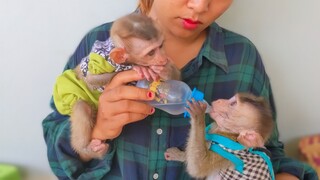 Nice Sharing! Little Yaya want to get water & she waiting for Toto to finished drinking water gently