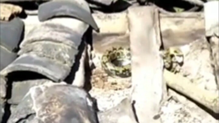 While repairing the roof, they discovered it was full of snake nests, with snakes everywhere.