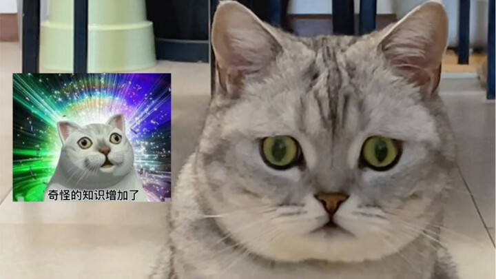 When the brooding cat saw an ostrich egg for the first time...