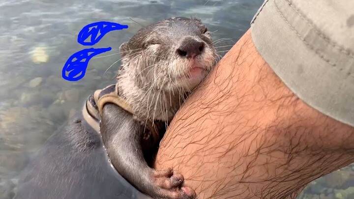 【Rái cá】Tôi không sợ, tôi chỉ là một chú rái cá nhỏ thận trọng thôi!