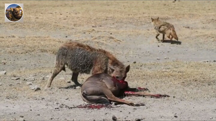 hyena eat antelope