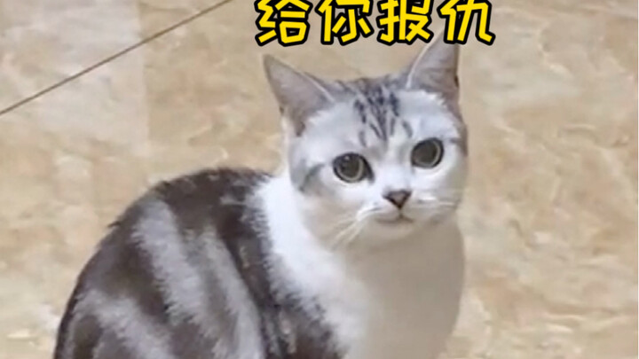 Perasaan dilindungi oleh kucing kecil itu sungguh menyenangkan, ya?!