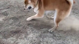 Shiba Inu: Bạn đang nhìn gì vậy? Không bán đâu!