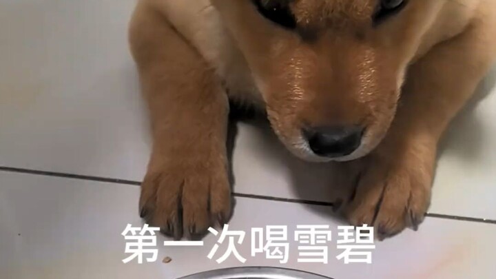 Dog: Sweeter than Shi, but not as clingy—just as lively and festive as New Year’s!