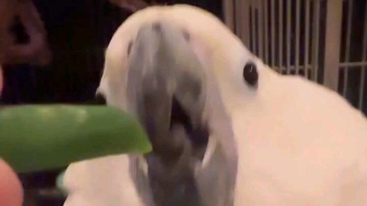 น้องนมไควีร้องกรี๊ดไม่ยอมกินผัก