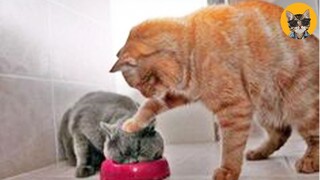 Funny Cats Fight Compilation - Try Not To Laugh | Pets House