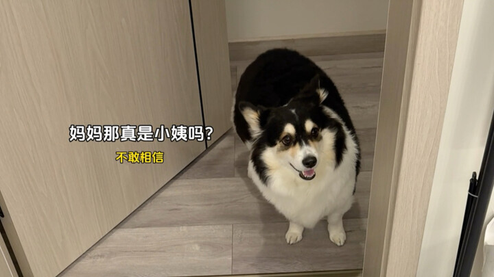 When the puppy finally reunites with its long-lost aunt!