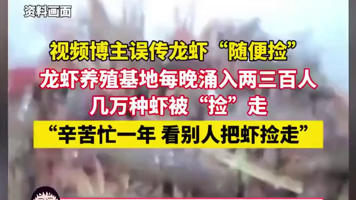 Người nuôi tôm hùm điêu đứng: Chỉ vì một câu “cắt ghép thoải mái, không mất tiền” của vlogger mà thi