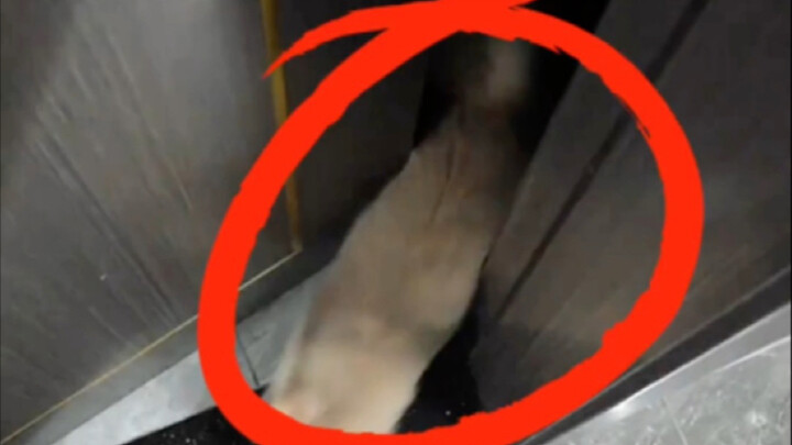 Why do cats run out when you open the door?