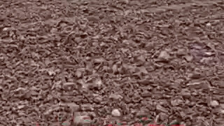 เฉิงตู เสฉวนจริง ๆ แล้วปราบสวนเพื่อปลูกอาหาร? - -