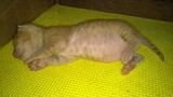 Kitten Dreaming, Mama and Wu