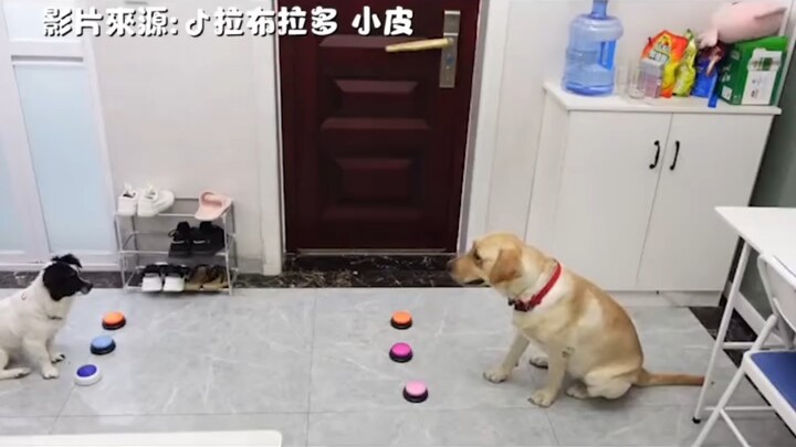 Hai chú chó trò chuyện bằng tiếng Trung, cư dân mạng: “Nghi chúng là người hóa thân”