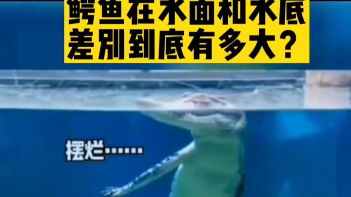 Seberapa besar perbedaan antara buaya dan beruang kutub di atas dan di bawah permukaan air? Kamu pas