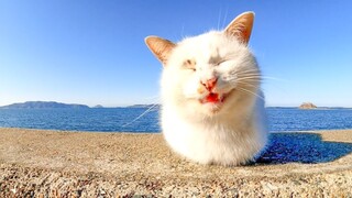 坐着不露出四肢的流浪猫