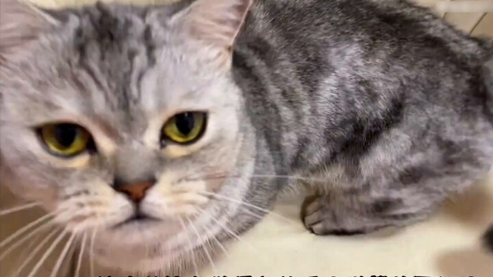 จะเกิดอะไรขึ้นถ้าจู่ๆ คุณเอามือไปวางไว้หน้าแมว? แมวตัวผู้กับตัวเมียมีความแตกต่างกันมาก...