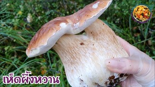 เก็บเห็ดผึ้ง นอร์เวย์ เต็มตะกร้าแล้วอีกแล้ววันนี้ | Steinsopp | Penny Bun | Porcini | Ceps