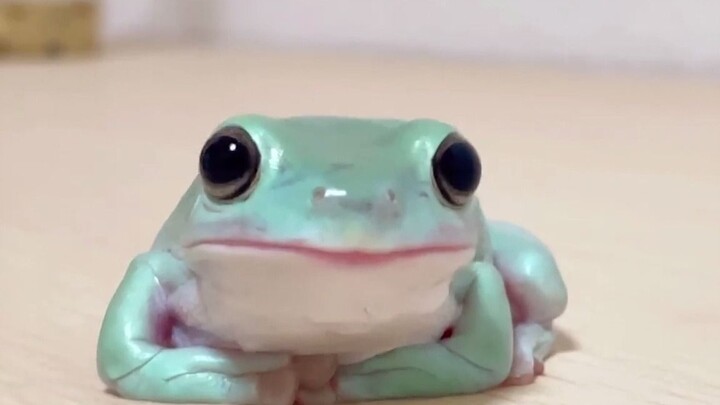 [Animals]Cute moments of my tree frog while feeding it