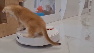 Mèo và máy hút bụi di động