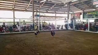 1 time winner palong blacknight,montero incubator...