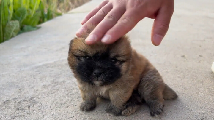 มีน้องหมาอยู่เป็นเพื่อนก็จะมีความสุขมากเลย