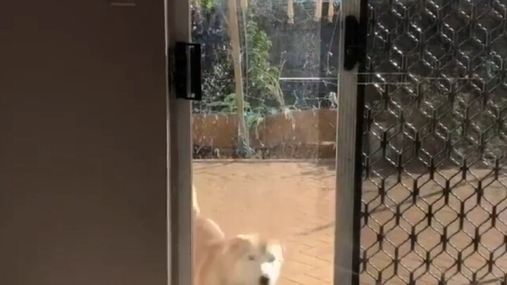 One Piece: Why Does It Get Worse as It Approaches the Ending?