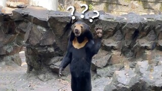 《Đại hội hành vi kỳ lạ của động vật 166》