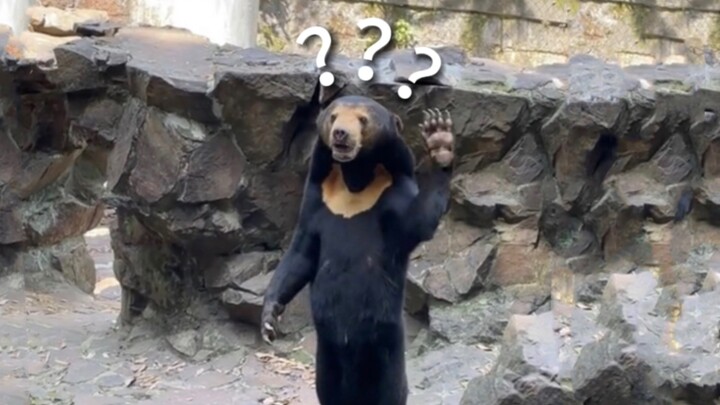 《Đại hội hành vi kỳ lạ của động vật 166》