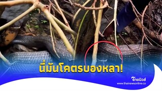 ขนลุก! “บองหลายักษ์” แผ่แม่เบี้ยสู้ นักจับงูมือฉมังพูดเอง งานนี้หินสุดๆ|ไทยนิวส์|Social-16-GT