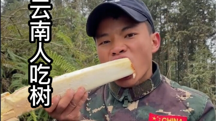 可以吃的树