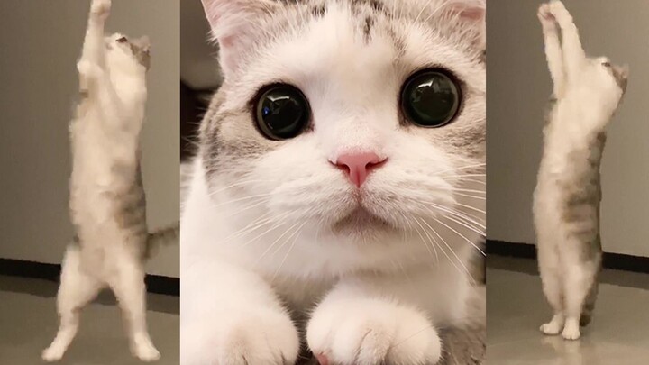 Inilah kungfu setengah hati! Tambah pengetahuan nih!