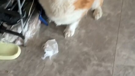 หมา: ฉันรู้ว่าผิด แต่ฉันไม่ยอมเปลี่ยนตัวเอง