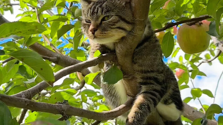 Ngakak! Setelah ditolak saat kawin, dia terus bergelantungan di pohon…