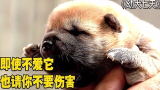 向日葵与幼犬的七天：即使你不爱它，也请你不要去主动伤害它