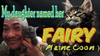 My daughter named her FAIRY (Maine Coon Cat)