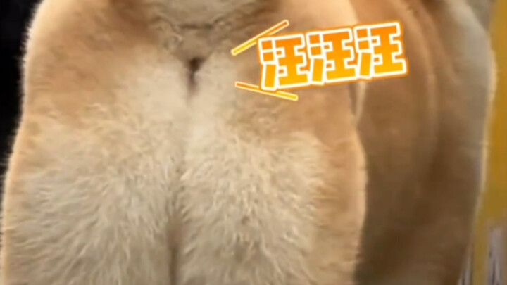 น้องหมาไม่รักษาหน้าเลยเหรอ ถ้าน้องหมาเล่นอินเทอร์เน็ตได้ คงด่าไปทั่วแล้ว